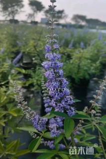 高度180厘米穗花牡荆