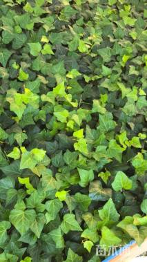 50厘米洋常春藤