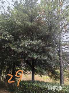 25公分弗吉尼亚栎