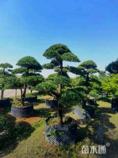 容器苗造型罗汉松