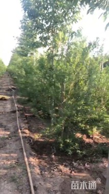 高度240厘米花石榴