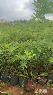 高度60厘米蔷薇