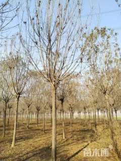 18公分秋紫白蜡