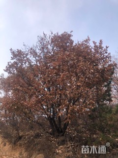 高度500厘米丛生蒙古栎