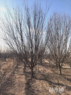 21公分八棱海棠