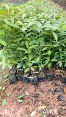 高度30厘米金丝楠木小苗