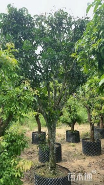 高度250厘米黄皮