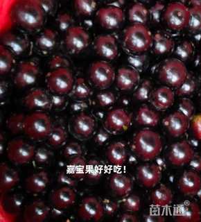 高度300厘米嘉宝果