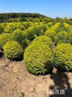 高度301厘米白皮松