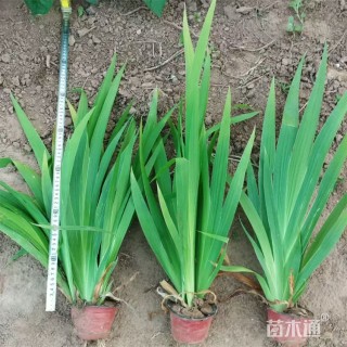 高度40厘米鸢尾