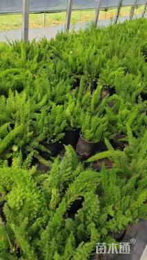 高度30厘米狐尾天门冬