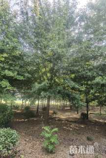 14公分柳叶栎