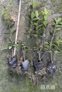 高度30厘米大叶黄杨