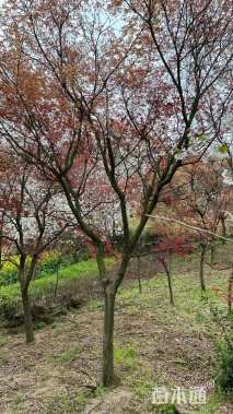 15公分日本红枫