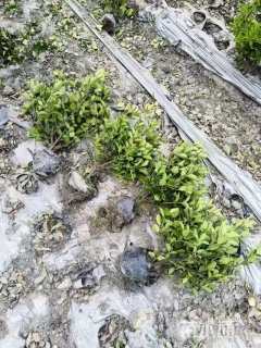 高度20厘米卫矛小苗