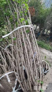 高度180厘米紫荆