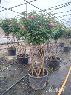 高度80厘米月季