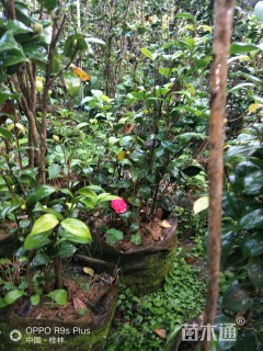 高度60厘米茶花