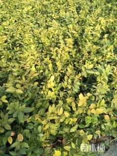 高度40厘米茶花