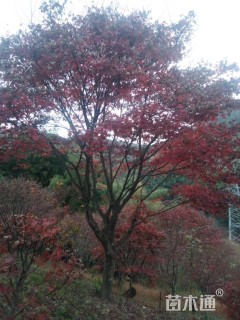 20公分中国红枫