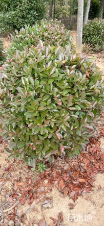 冠幅100厘米红叶石楠球