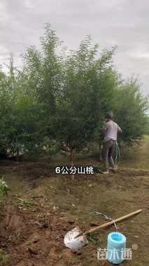 6公分山桃
