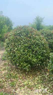 高度600厘米丛生五角枫