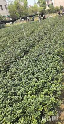 高度30厘米无刺枸骨小苗