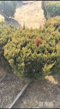 高度50厘米柏树