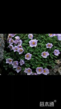 高度15厘米耧斗菜