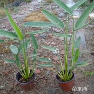 高度60厘米再力花