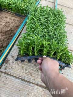 高度8厘米五色苋