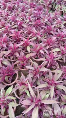 高度30厘米穗状鸡冠花