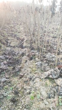 高度80厘米山桐子小苗