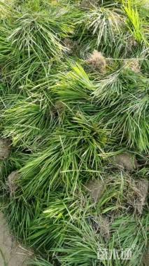 高度15厘米麦冬