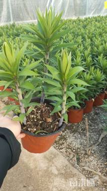 高度20厘米百合