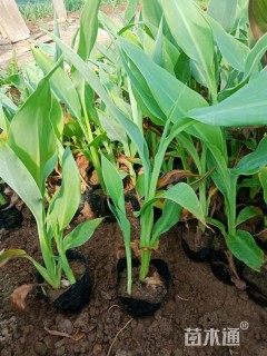 高度30厘米一叶兰