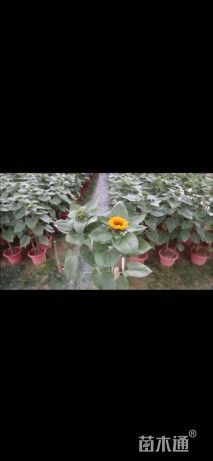 高度15厘米向日葵
