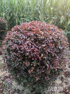 高度60厘米红叶李球