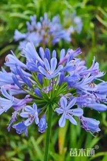 高度20厘米百子莲