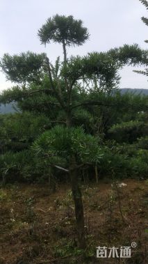 12公分造型台湾罗汉松