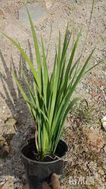 高度40厘米黄菖蒲