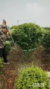 冠幅150厘米金禾女贞球