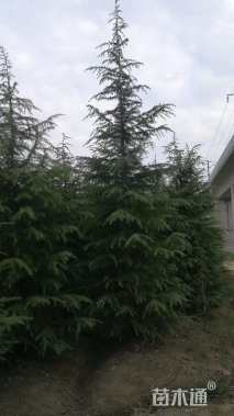 高度400厘米雪松