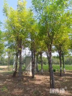 10公分金叶刺槐