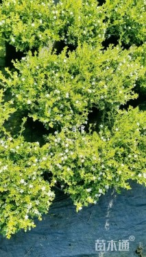 高度30厘米六月雪