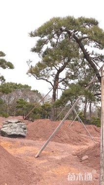 高度500厘米别墅松