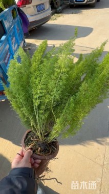 高度35厘米狐尾天门冬