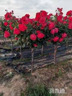 高度200厘米大红花