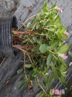 高度25厘米西洋杜鹃